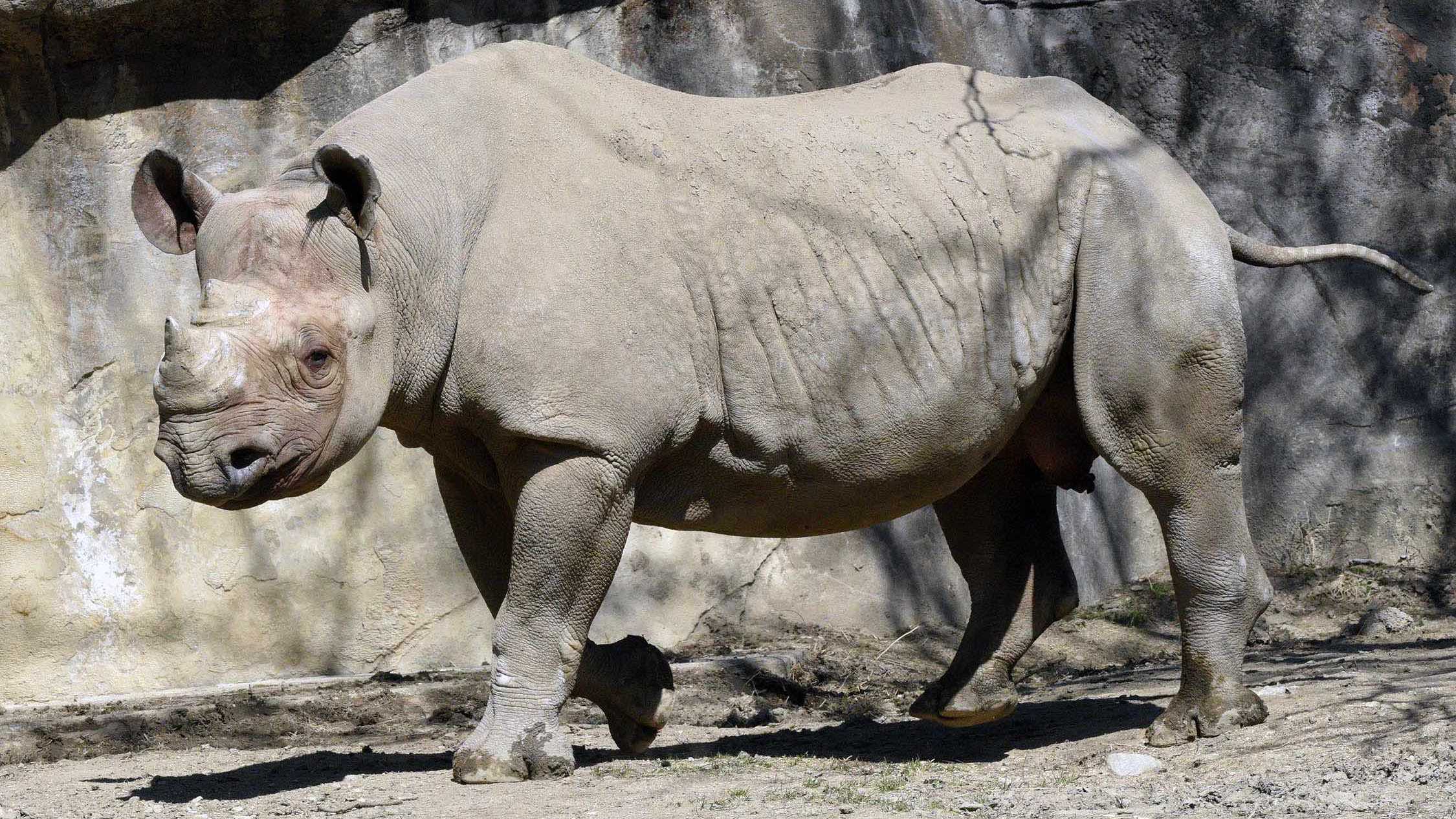 Brookfield Zoo Mourns Loss of Nakili the Rhino, a Disappearing Species